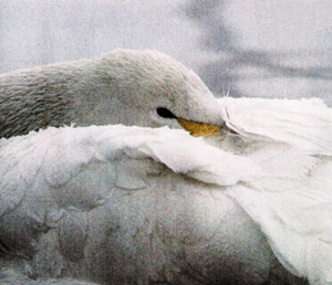 Дикий лебедь во время зимовки