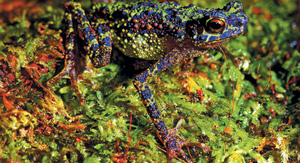 Радужная жаба